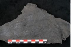 Foto (Detailansicht) von Callipteris sp.  (NHMW-GEO-2024-0188-10915)